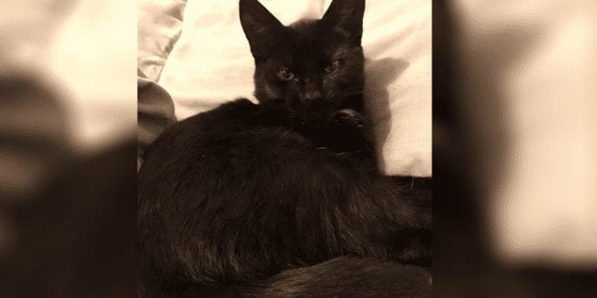 Reward offer after infamous Croydon Cat Killer ‘decapitates kitten’