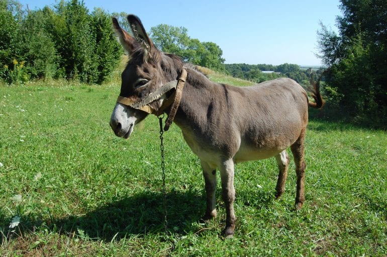 Donkeys ‘to go extinct’ in Kenya by 2023 as 1,000 are slaughtered every day for their skin