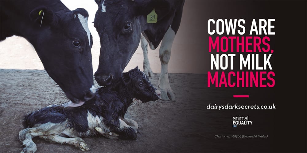 Vegan activists hijack 'Februdairy' with massive ad campaign revealing the brutality of the dairy industry