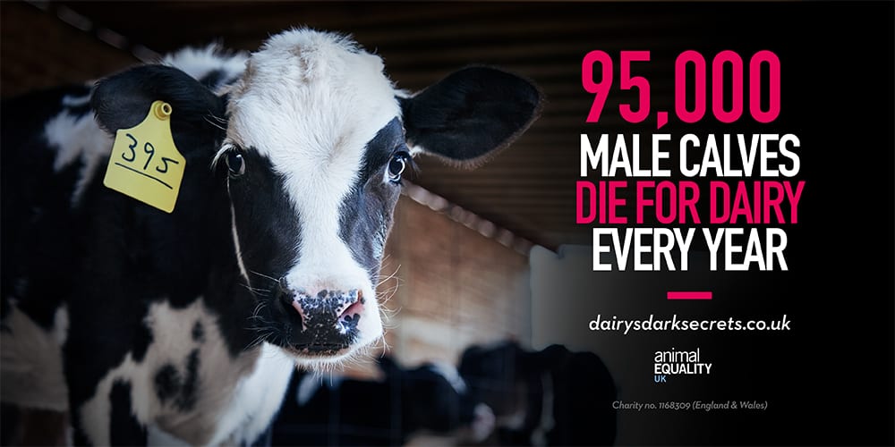 Vegan activists hijack 'Februdairy' with massive ad campaign revealing the brutality of the dairy industry
