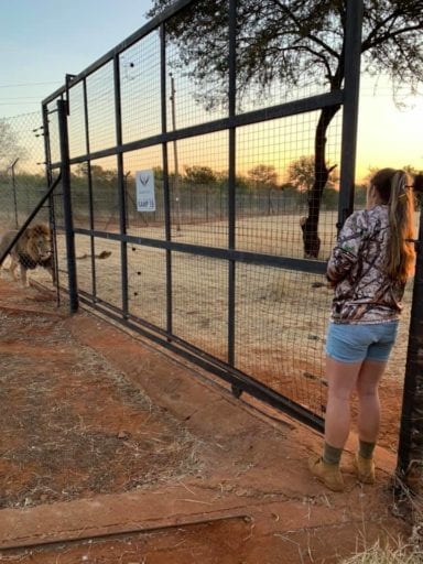 Fury as lions who mauled keeper set to face 'death sentence'