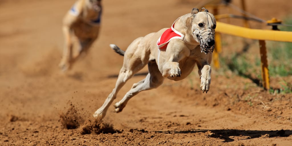 Healthy greyhounds killed 'in their prime' in racing industry as shocking death toll figures are revealed
