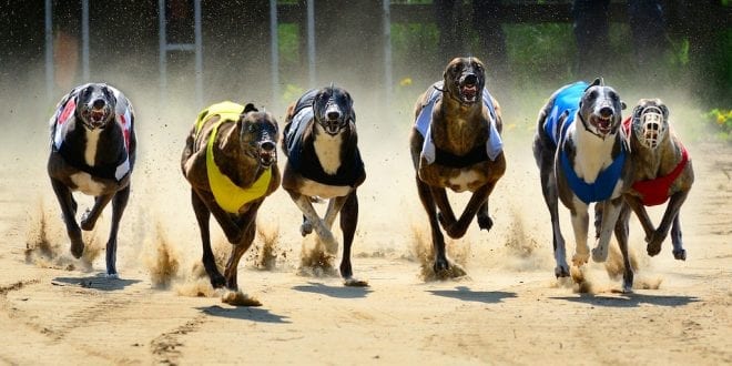 Healthy greyhounds killed 'in their prime' in racing industry shocking death toll figures are revealed