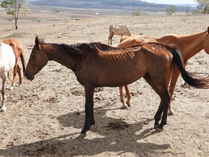 Outrage as 8 starving horses found amid 27 slowly decomposing corpses at farm