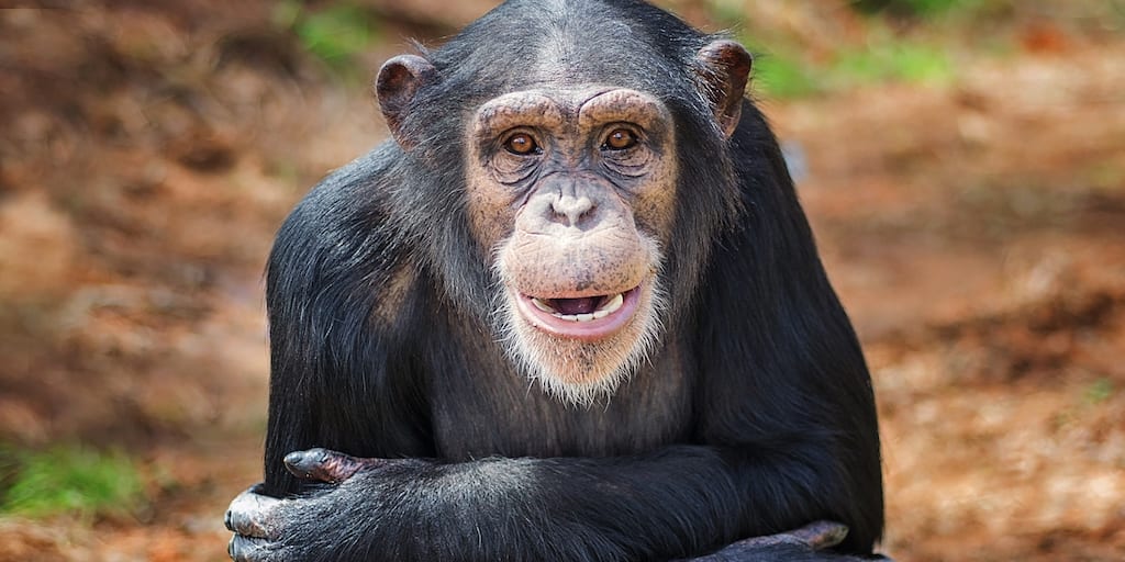 Research chimps set free after decades of abuse and confinement