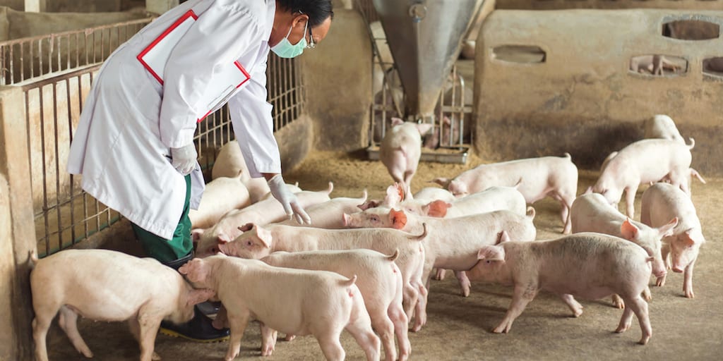 Scientists concerned about hepatitis E from slaughterhouse pigs reaching human