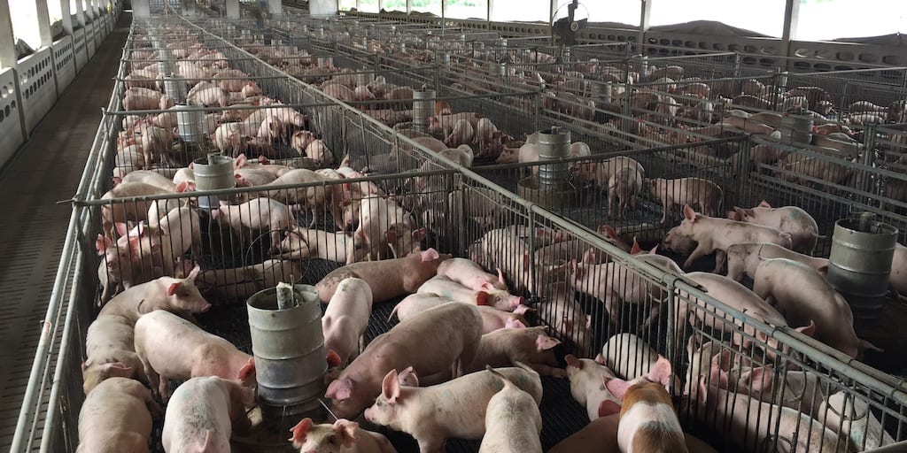 Scientists concerned about hepatitis E from slaughterhouse pigs reaching humans