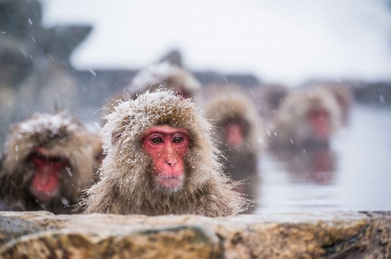 Snow monkeys forced into degrading circus performance in Japan