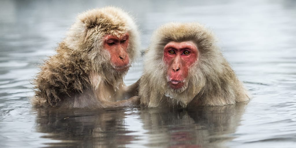 Snow monkeys forced into degrading circus performances in Japan