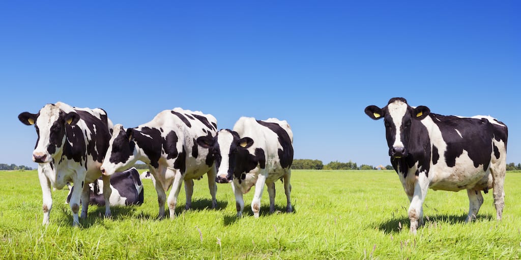 Teens cows are just as moody as teenagers, study shows