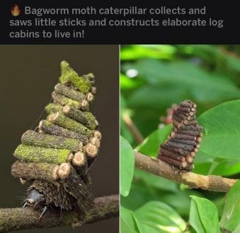 The Bagworm is a legend