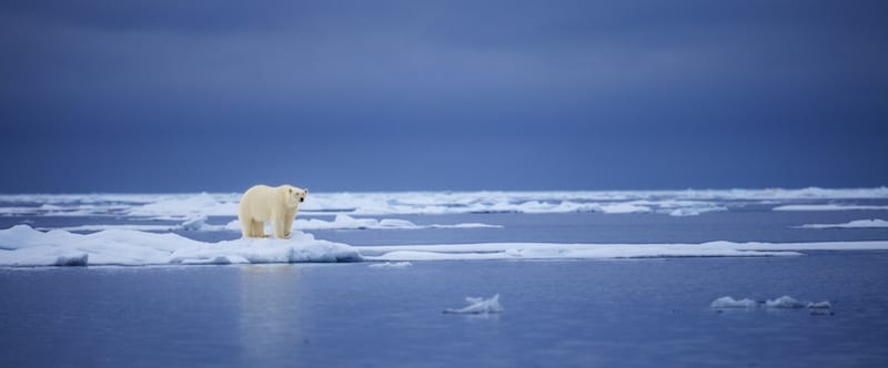 Trophy hunting expeditions push polar bears to extinct