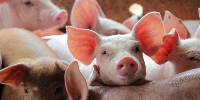 UK slaughterhouses increase killing for overseas market despite boom in veganism