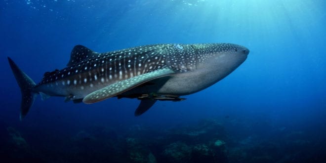 Whale sharks could soon be extinct after a 63% decline in last 75 years