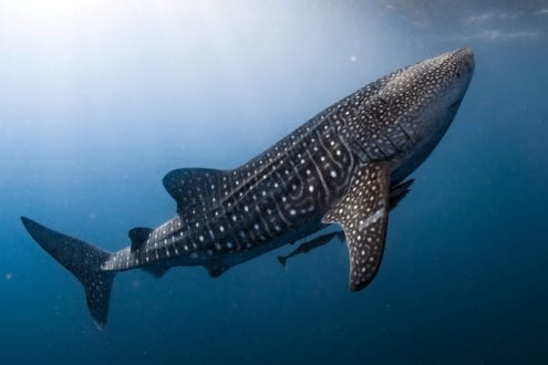Whale sharks could soon be extinct after a 63% decline in last 75 years