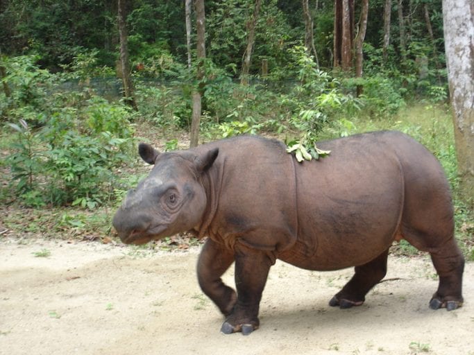 indigenous animal species on the brink of extinction_ Sumatran Rhinoceros