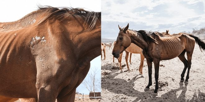 Outrage as 8 starving horses found amid 27 slowly decomposing corpses at farm