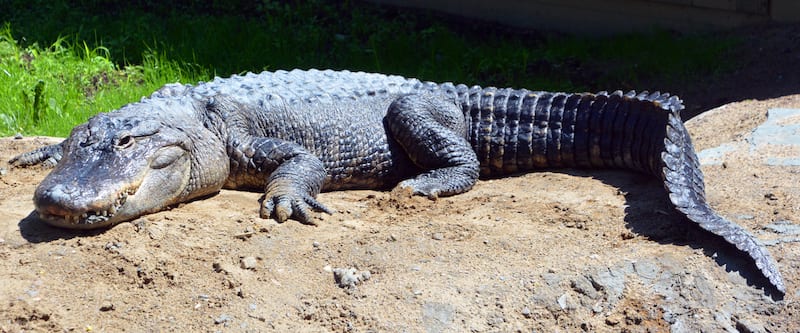 The alligator industry is being 'destroyed' California's exotic skins ban
