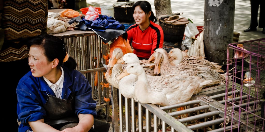 China finally implements a permanent ban on wildlife meat to stop virus spread