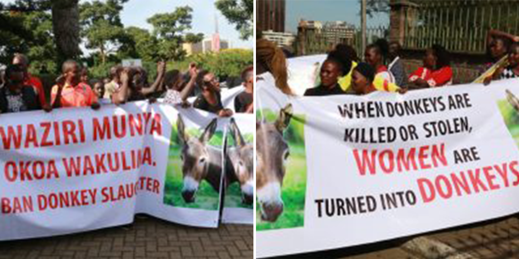 Commercial slaughter of donkeys banned in Kenya