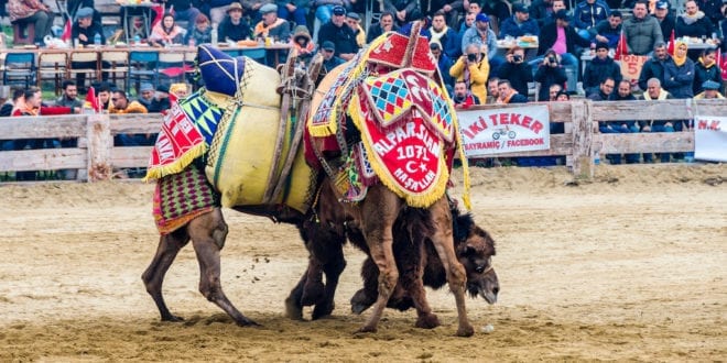 Festivals where camels are forced to wrestle