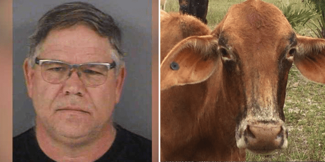 Florida rancher given probation for letting 13 cows starve to death