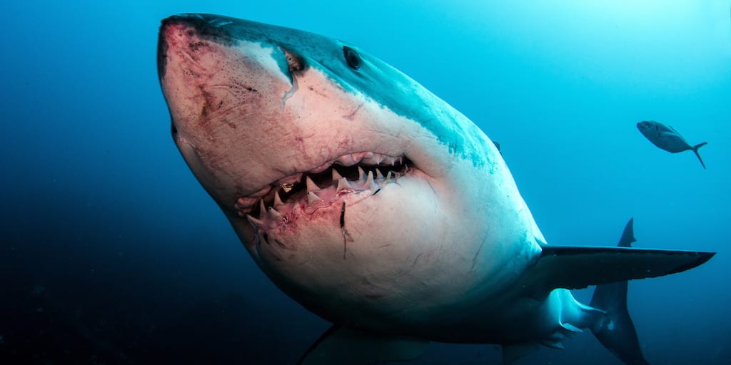 Great white shark numbers drastically decline in the Mediterranean
