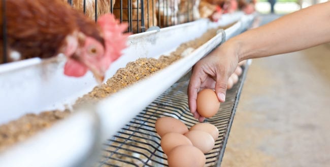 Hens at major egg farms will live cage-free by 2025 in Arizona