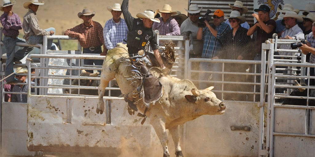 Organisers refuse to close rodeo despite spike in bull death