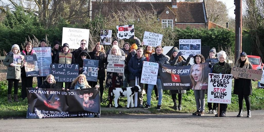 Relentless activists protest at dairy farm exposed for horrific violence against cows