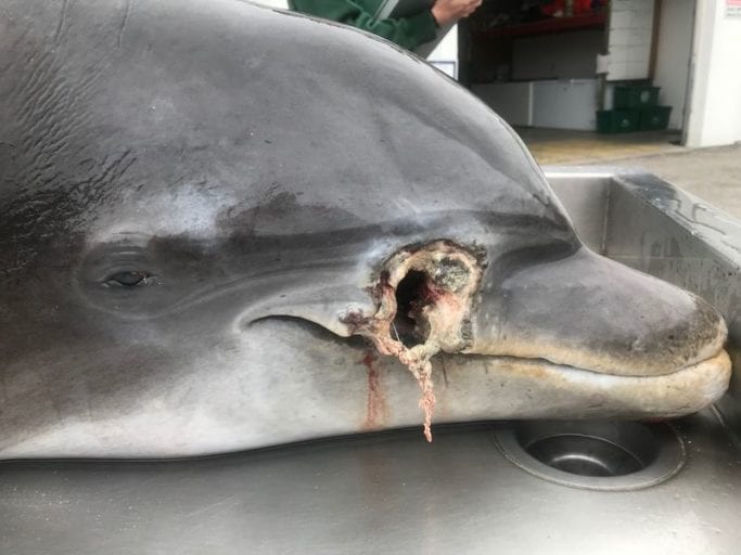 Reward offer after two dead dolphins found with 'bullet hole' wounds, Florida