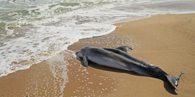 Reward offer after two dead dolphins found with 'bullet hole' wounds in Florida
