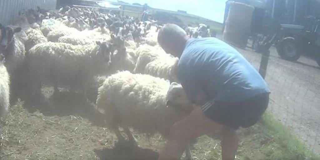 Scottish farmer fined £550 for punching sheep in the face