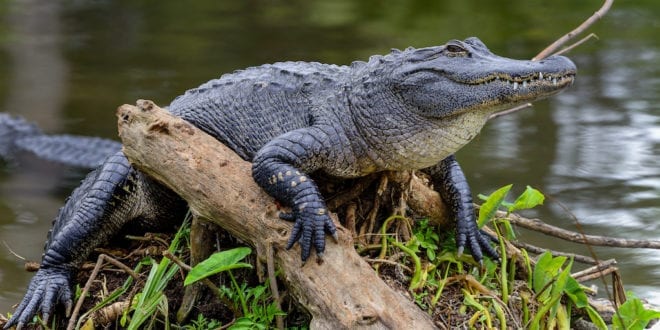 The alligator industry is being 'destroyed' by California's exotic skins ban