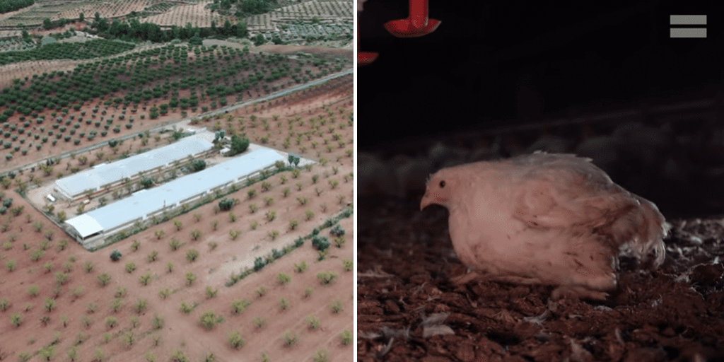 Undercover footage shows farm where chickens 'lay dead after being pumped with antibiotics'
