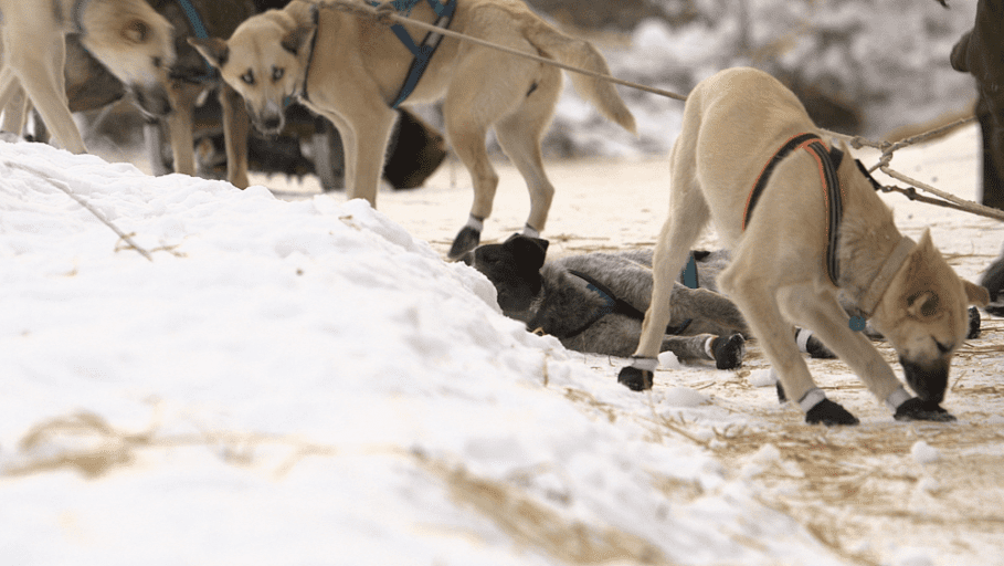 'Vomiting, frostbitten dogs forced to continue' Iditarod sled racing event