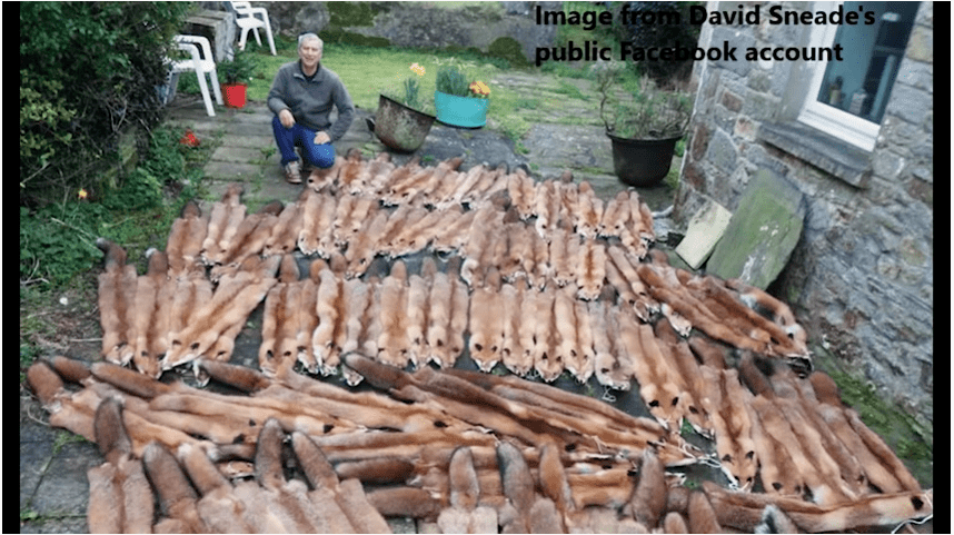 Wildlife hunter snares foxes, and ‘barbarically’ clubs and crushes them to death with his feet for fur industry