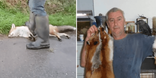 Wildlife hunter snares foxes, and ‘barbarically’ clubs and crushes them to death with his feet for the fur industry