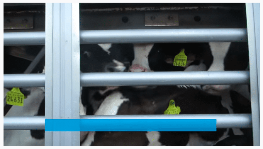 newborn male cows for brutal export journeys
