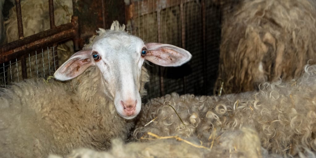3,000 live sheep to be shipped from South Africa to Kuwait horrific export boat despite outcry