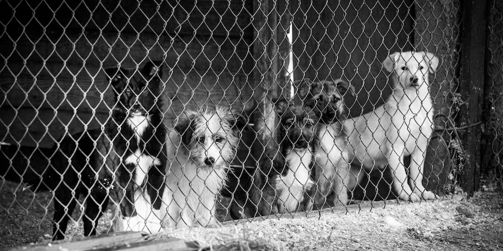 Activists rescue 423 stolen dogs from illegal Chinese slaughterhouse