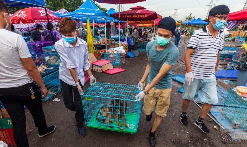 Activists rescue 423 stolen dogs illegal Chinese slaughterhouse