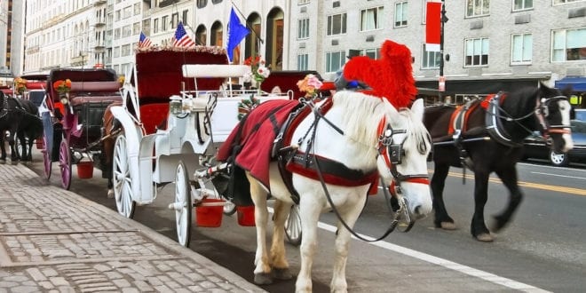 Chicago city council bans horse-drawn carriages starting in 2021