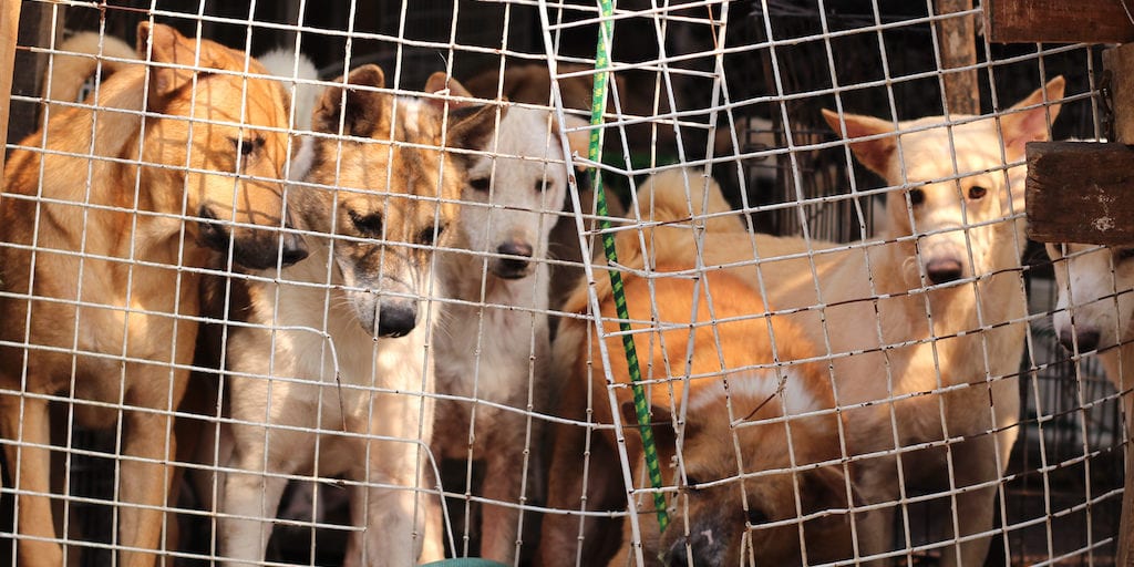 China may soon ban dog trade