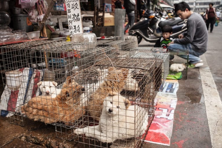 China may soon ban dog trade