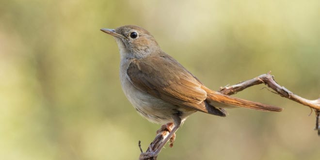 Climate change is pushing nightingales to the brink of extinction