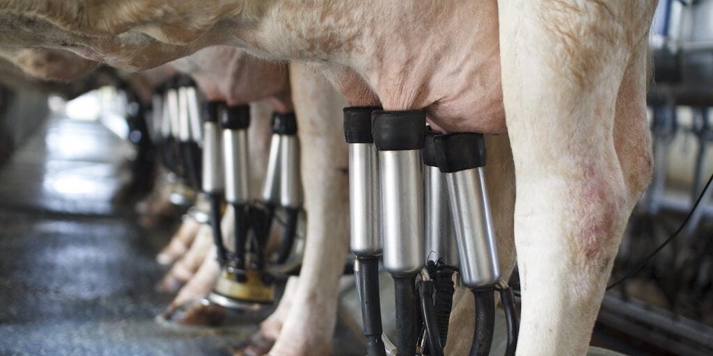 Dairy farms struggle to survive demand dries up amid coronavirus