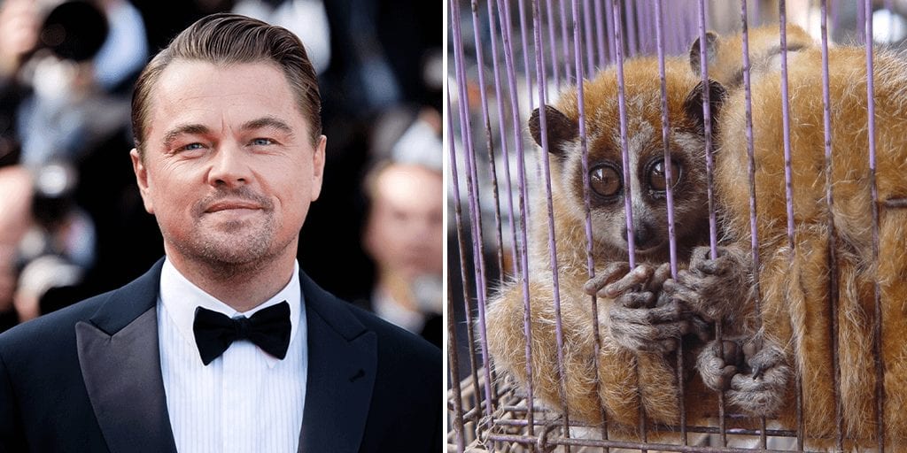 Leonardo DiCaprio says it is ‘most important’ to end wildlife trade now