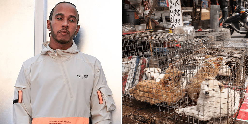 Lewis Hamilton wants fans help China end dog meat trade