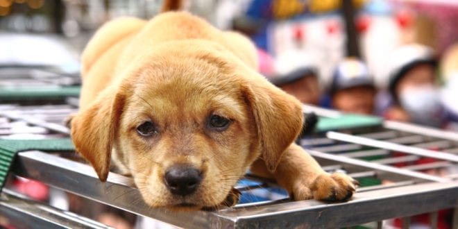 Second city in China bans eating dogs, cats, and wild animals following coronavirus outbreak